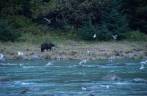 Urso na outra margem do rio Chilkat, em Haines, no sudeste do Alaska
